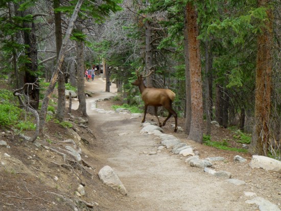 Elk just 500 feet up the path