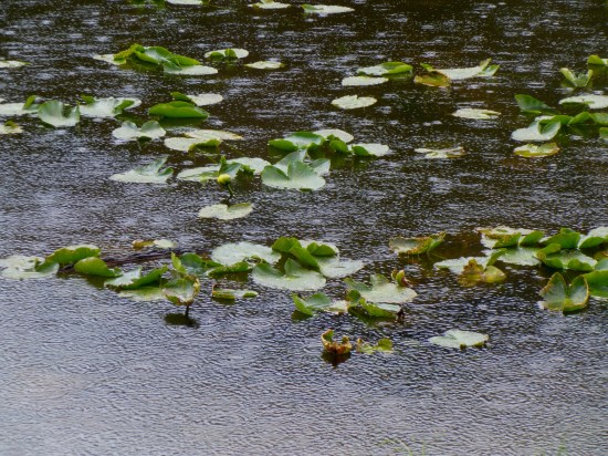 Raindrops and lily pads at Nymph Lake