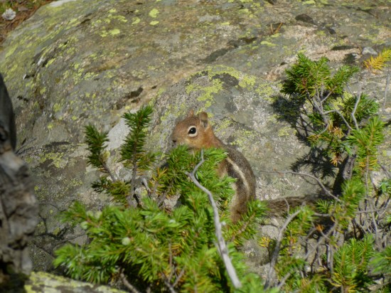 I swear I caught this same chipmunk 15 years ago...