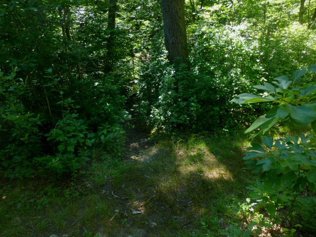 Spur trail to Pinnacle Rock