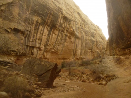 Beautiful desert varnish in the Narrows, Grand Wash, Capitol Reef National Park
