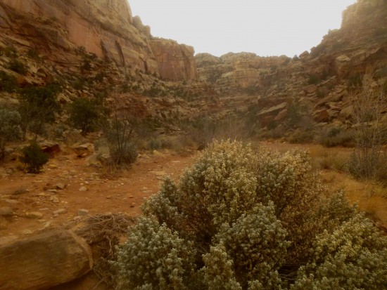 Brushy section near the end of the Grand Wash Trail, Capitol Reef National Park