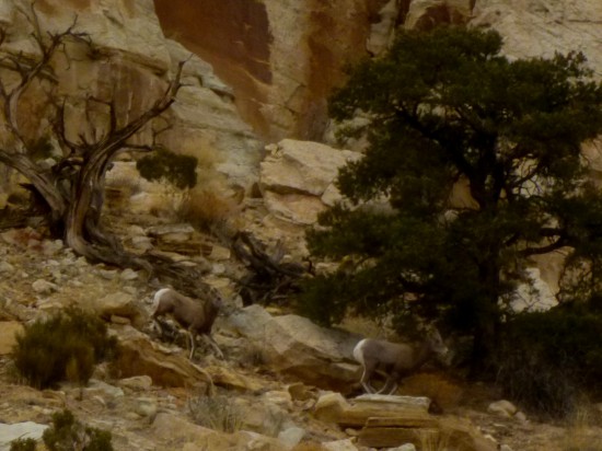 Bighorn sheep on the Navajo Knobs Trail, Capitol Reef National Park