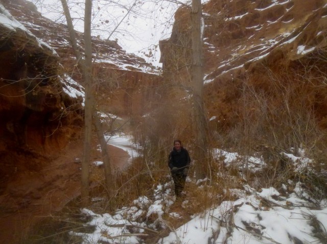 In the willow thicket, Stair Canyon