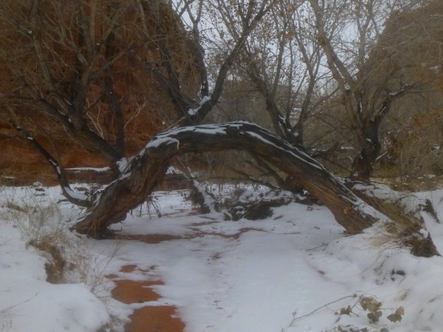 Tree arch, formed by a cottonwood root, Stair Canyon