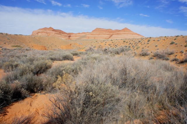 Brushy riparian area west of the slot, just below the Bullfrog RV Park; Hoskinnini Mesa looms above