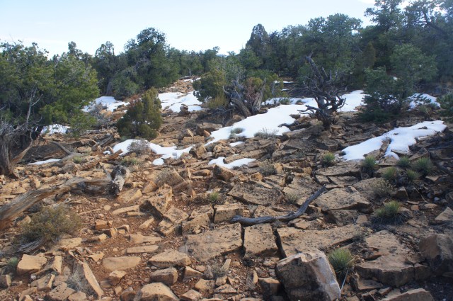 Dense pinyon-juniper woodlands near the highest point on the hike