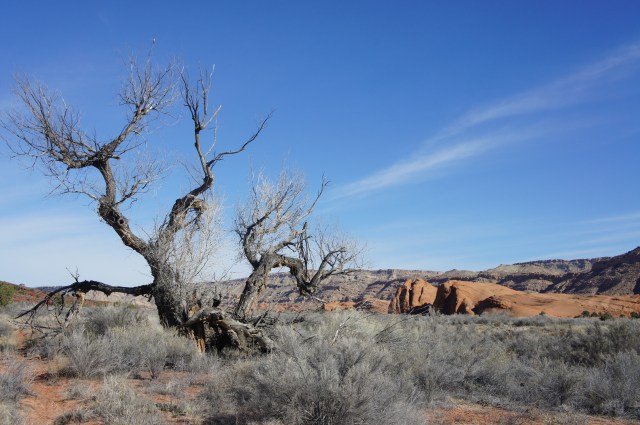 Gnarly cottonwood in Grand Gulch, Capitol Reef National Park
