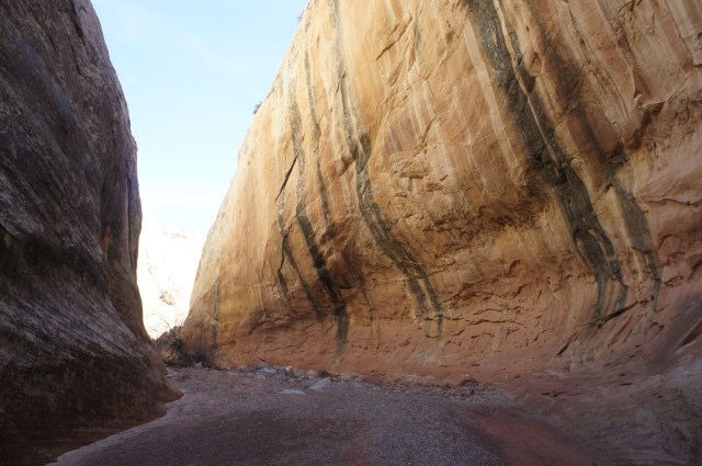 Beautiful, varnished wall in the narrows, Lower Muley Twist Canyon, Capitol Reef National Park
