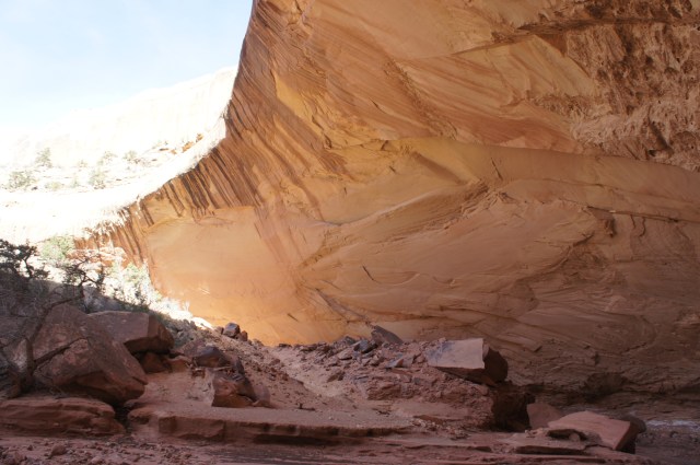 Yet another enormous alcove in Lower Muley Twist Canyon, Capitol Reef National Park