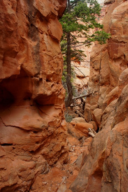 Descent from the "W" into Upper Spring Canyon, Fishlake National Forest