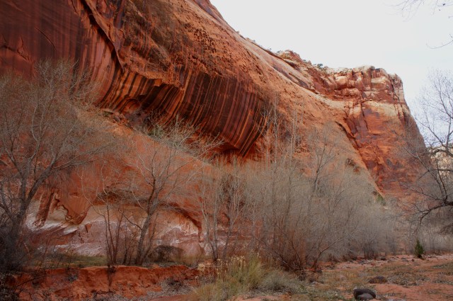 Cottonwood trees below a varnished wall, Upper Spring Canyon, Capitol Reef National Park