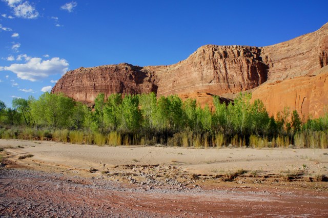 Hall Mesa rises above a grove of cottonwoods in Grand Gulch, Halls Creek Narrows route, Capitol Reef National Park