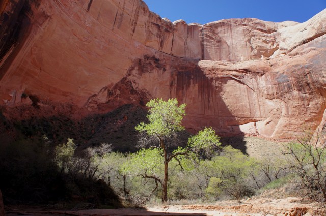 Cottonwoods and varnished walls in Halls Creek Narrows, Capitol Reef National Park