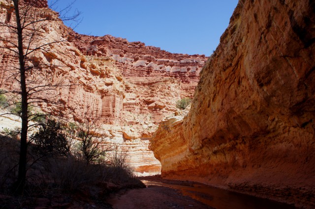 Narrowing -- and deepening -- canyon, in the Goosenecks of Sulphur Creek Canyon
