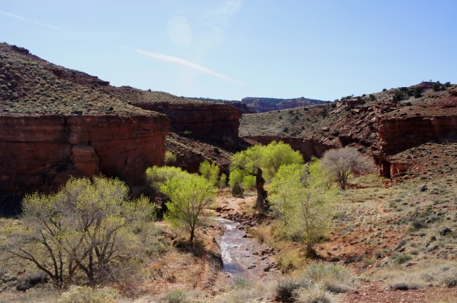 Cottonwood grove very close to the end of the Sulphur Creek route, Capitol Reef National Park
