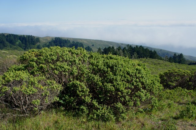 View southeast from the Dipsea Trail