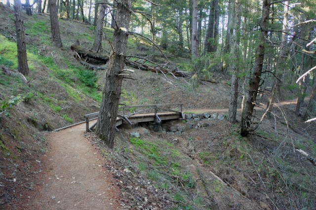 Lower Old Mine Trail, en route to Pantoll, Mount Tamalpais State Park