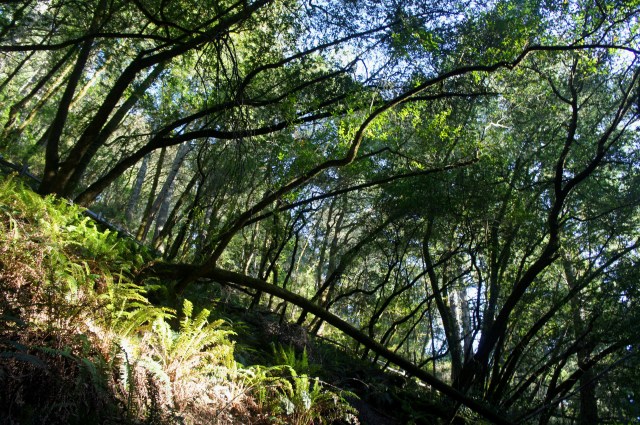 Beautiful bay trees in Steep Ravine