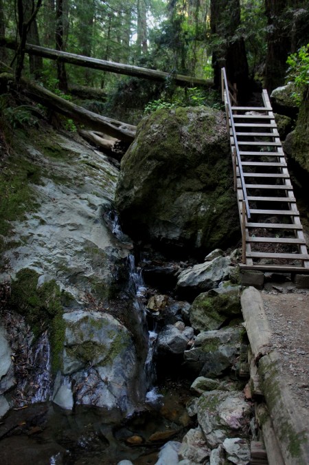 10-foot ladder and falls along the Steep Ravine Trail, Mount Tamalpais State Park