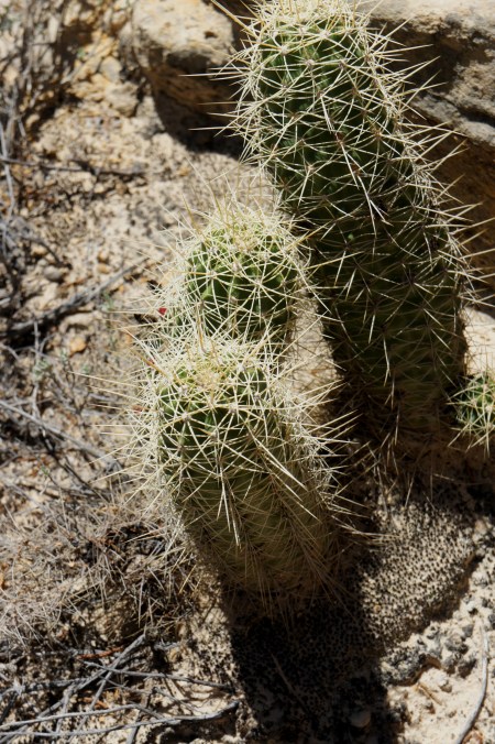 Abnormally tall claret cup cactus