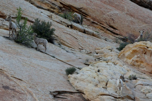 Bighorn sheep sighting in Capitol Gorge