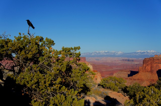 A sole raven keeps watch over the Shafer Canyon Overlook at the Island in the Sky