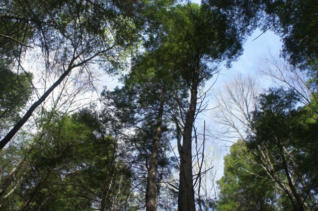 Eastern hemlock trees along the Endless Wall Trail