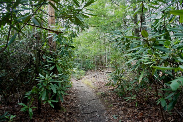 Rhododendrons along Endless Wall Trail, New River Gorge