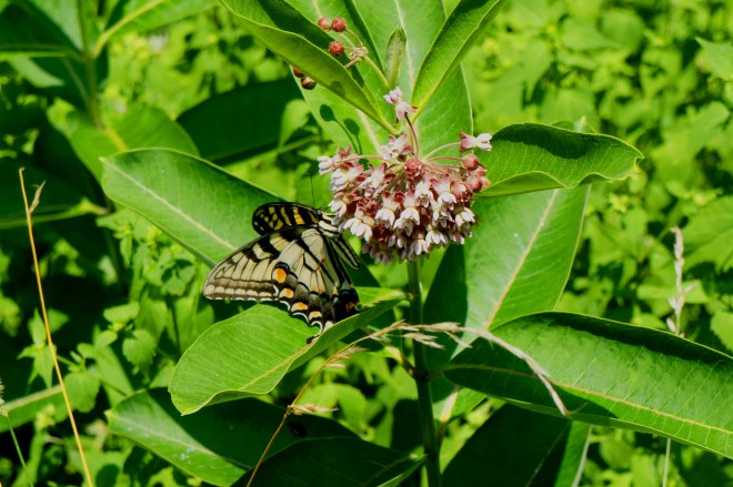 Butterfly along the Appalachian Trail