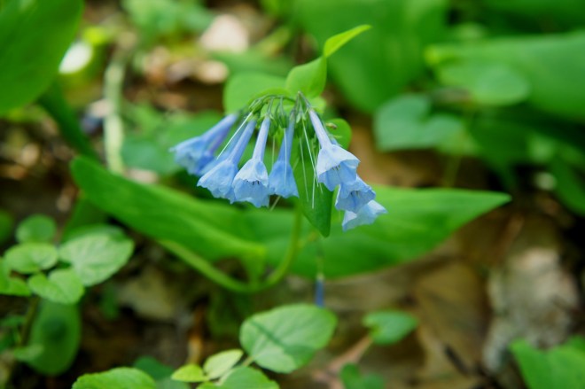 Virginia Bluebell along the Big Branch Trail