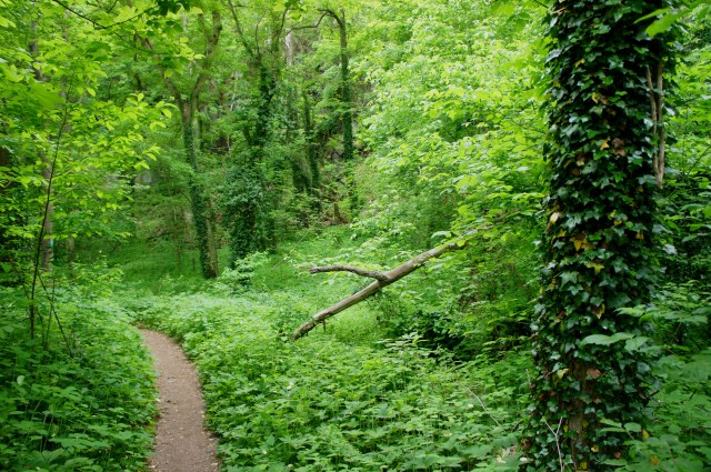 Dense greenery on the Potomac Heritage Trail