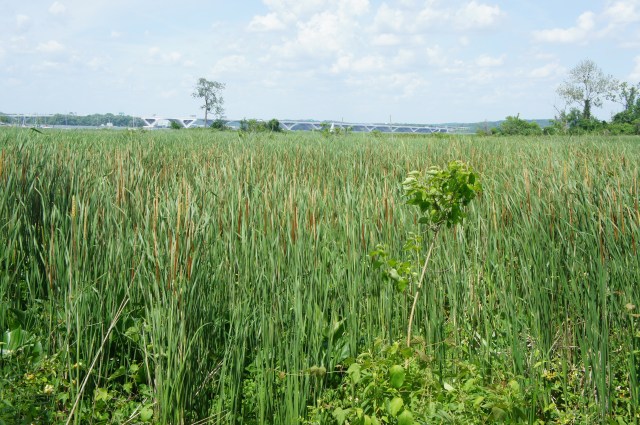 Sea of cattails at Dyke Marsh, with Woodrow Wilson Bridge in the distance