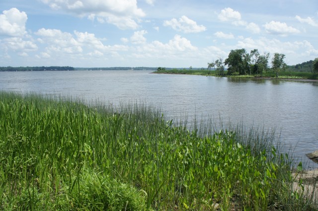 View from along the Haul Road Trail, Dyke Marsh Wildlife Preserve