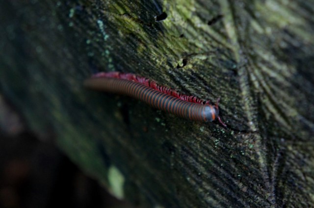 These little critters were everywhere!