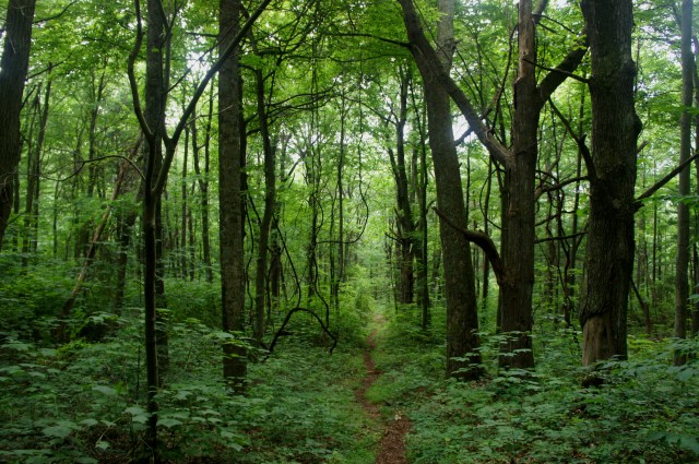 Piney Ridge Trail near the junction with Fork Mountain Trail