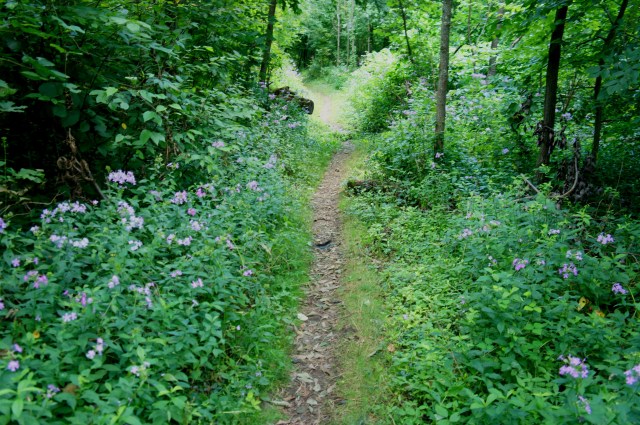Wildflowers along the Hazel Mountain Trail, Shenandoah National Park