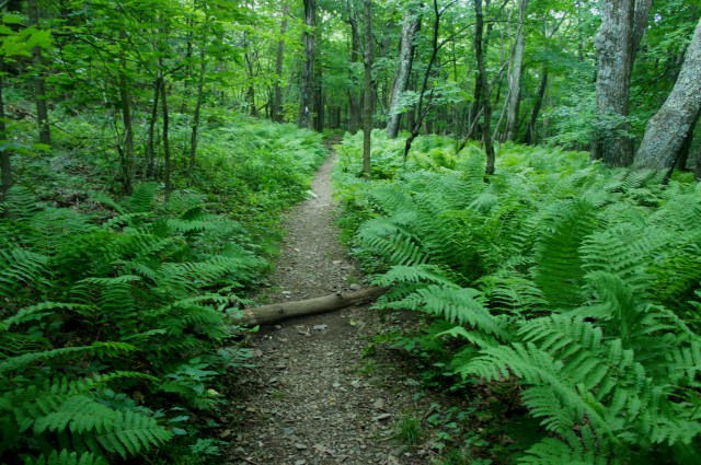Appalachian Trail near Rock Spring Cabin, Shenandoah National Park