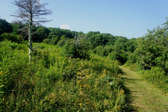 Meadow near the end of the hike, along the Skyland-Big Meadows Trail