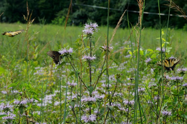 Bootlegger Trail, Riverbend Park, August 2015