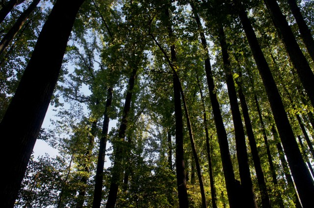 Tall trees along the South Side Trail, Lake Fairfax Park