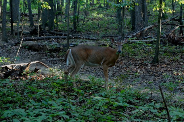 Wildlife in Lake Fairfax Park