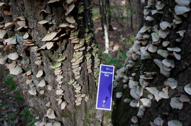 Campground Trail, Shenandoah River State Park
