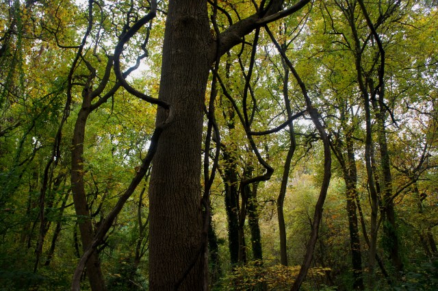 Heritage Loop Trail, Potomac Overlook Regional Park, August 2015