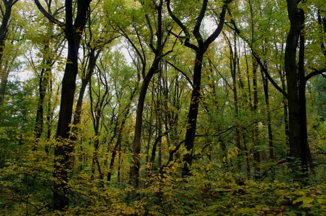Tulip poplars along White Oak Way