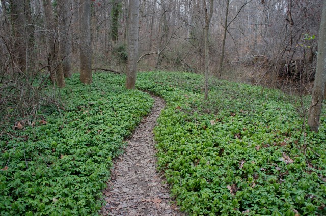 Welcome green patch on New Year's Day on the Pimmit Run Trail